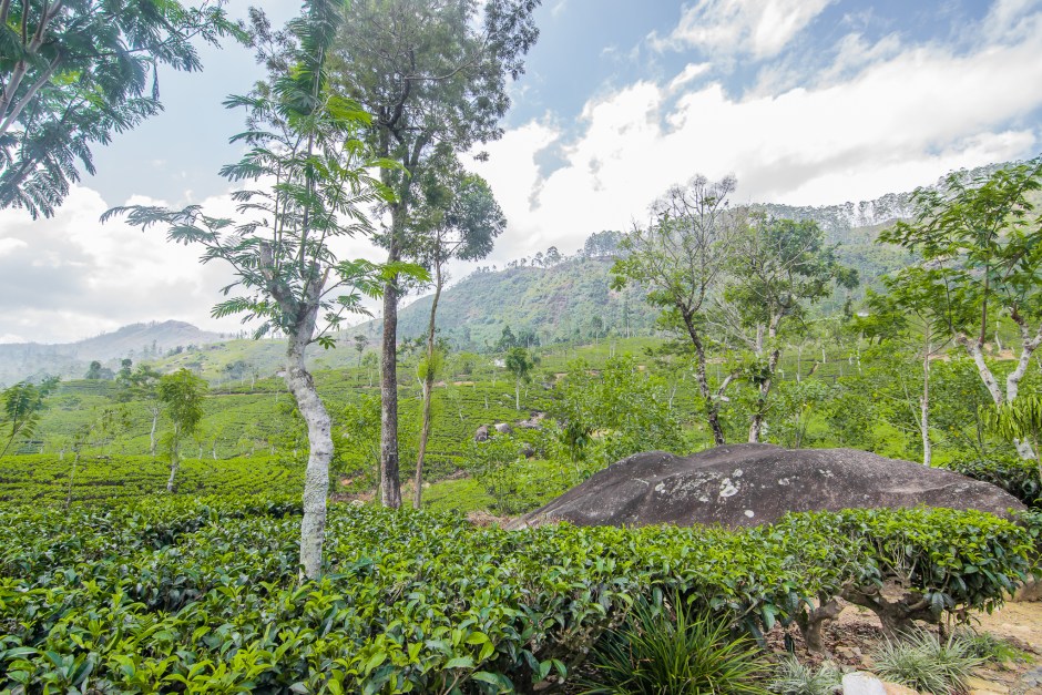 Resplendent Ceylon Tea Trails