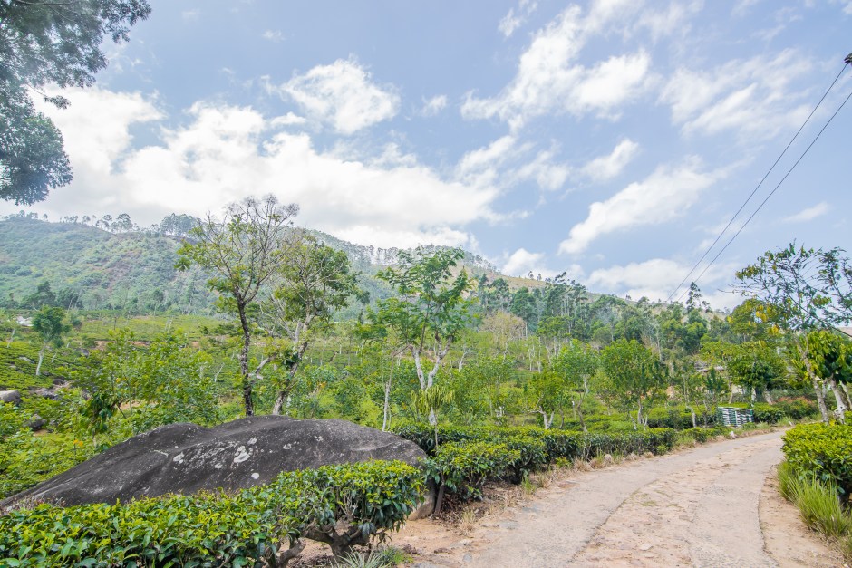 Resplendent Ceylon Tea Trails