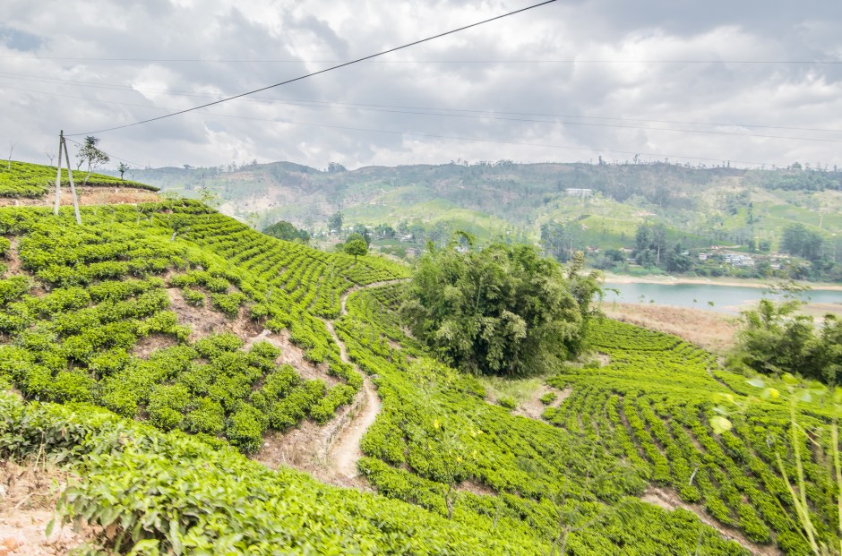 Resplendent Ceylon Tea Trails