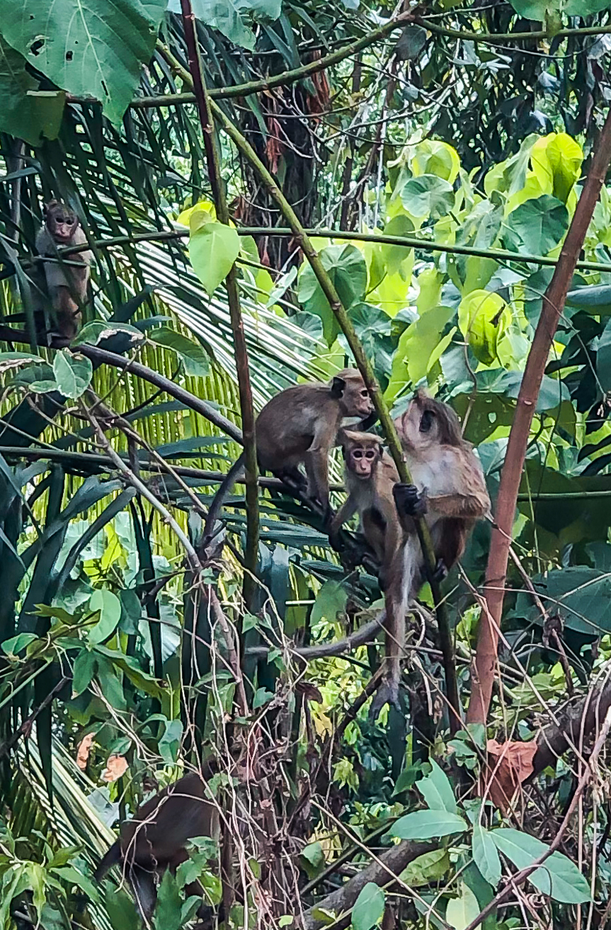 sri lanka monkeys