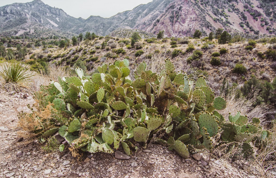 Big Bend Terlingua Texas