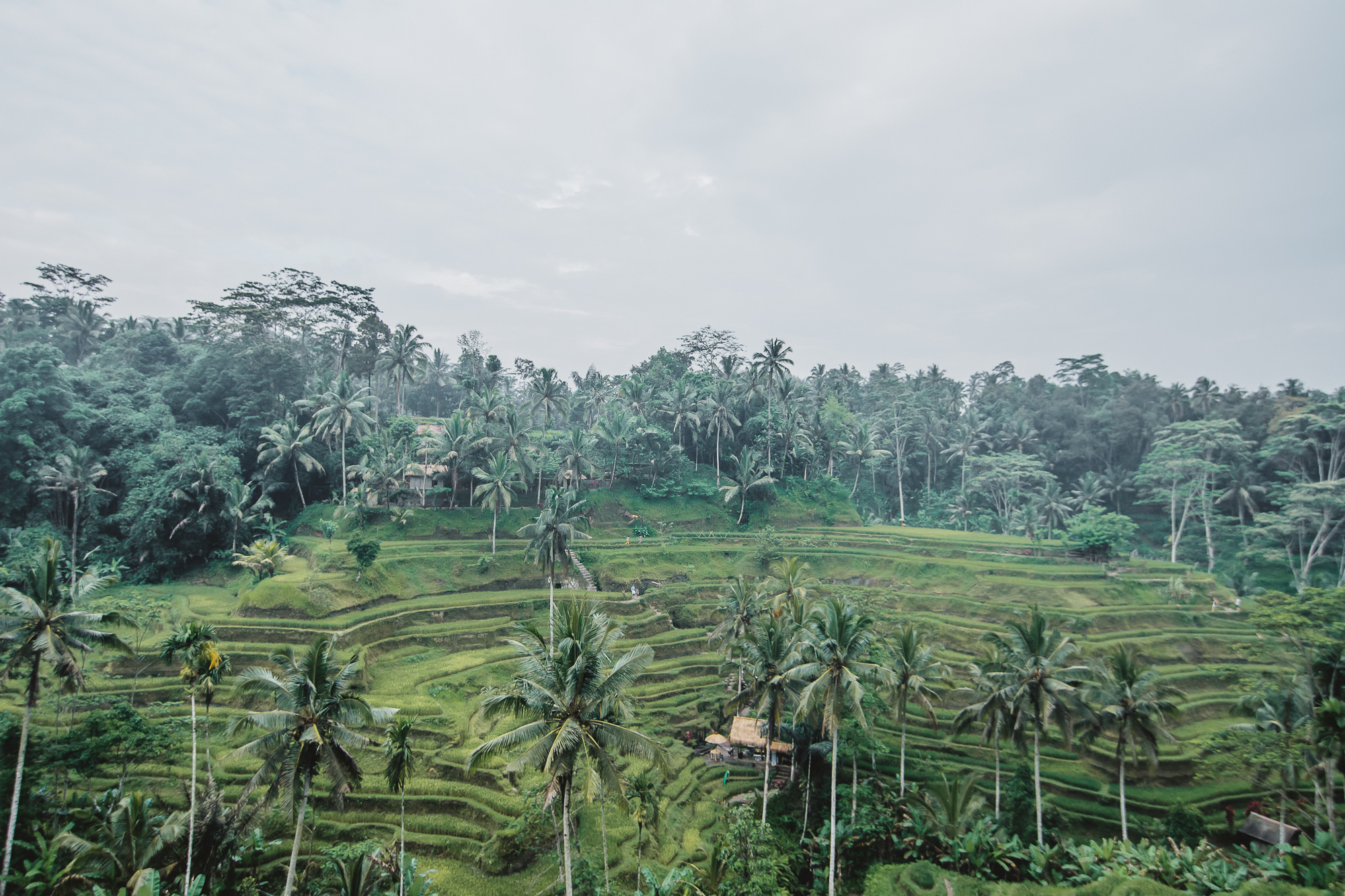 Ubud City Guide Bali