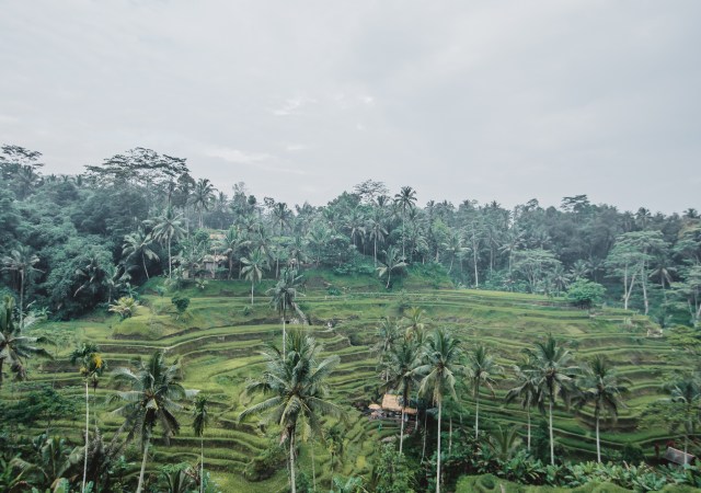 Ubud City Guide Bali