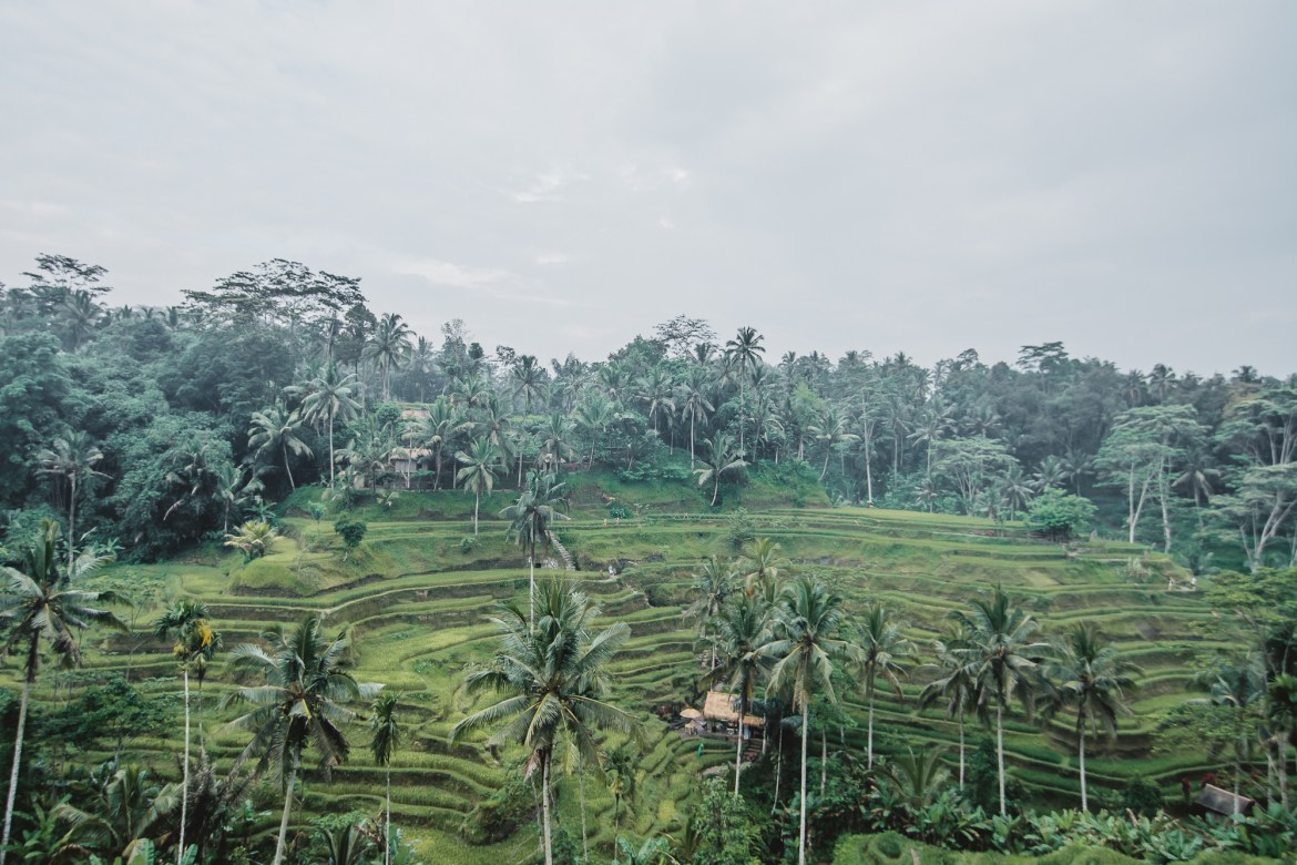 Tegalalang Rice Terraces Bali Travel Guide