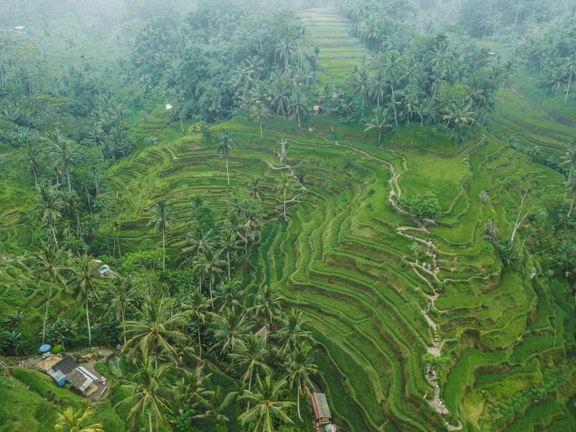 Ubud Rice Terrace Travel Guide